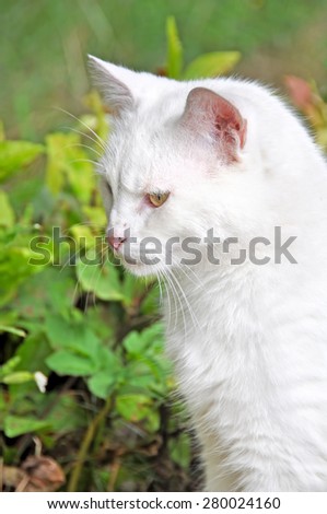 White cat profile