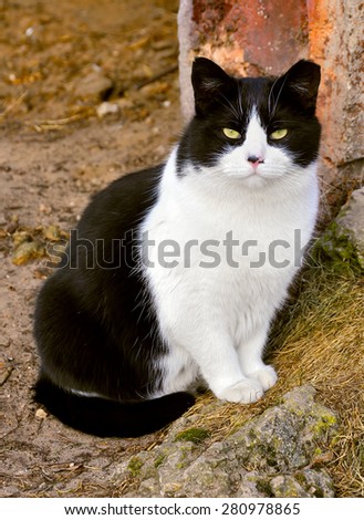 cute Black and white Cat portrait