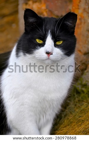 cute Black and white Cat portrait