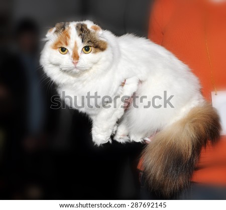 Scottish Fold Cat, Cat with curled ears on hands
