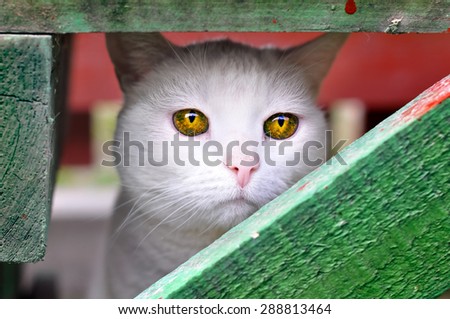 sad cat with unusual magically beautiful yellow amber eyes