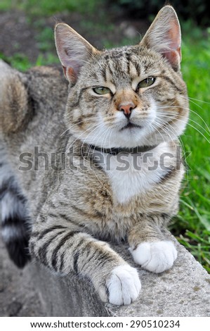 cat with flea collars