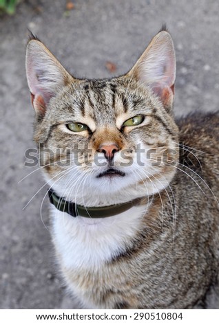 cat with flea collars