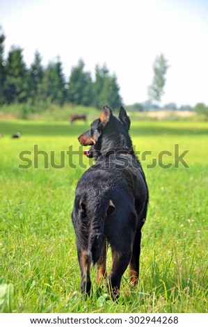 Beauceron dog back on the field