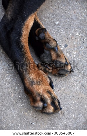 Beauceron dog paws