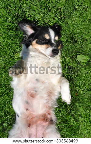 funny little dog back on a grass