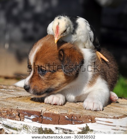 puppy dog with a little chicken