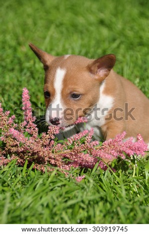 beautiful Basenji dog puppy and flower