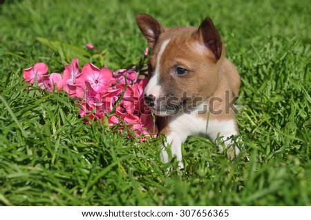 beautiful dog puppy and flower