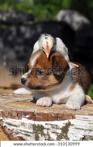 puppy dog with a little chicken