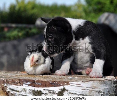nice Basenji dog puppy with a little chicken