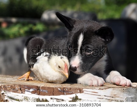 nice Basenji dog puppy with a little chicken