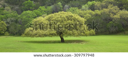 A Texas Live Oak tree in front of  a ridge in the Texas Hill Country during springtime