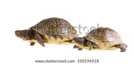 Turtle Race. Male And Female Three-Toed Box Turtle - Terrapene Carolina ...