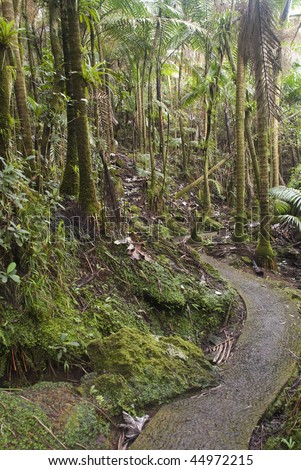 Puerto Rico. Caribbean National Forest El Yunque. Tropical rain forest.