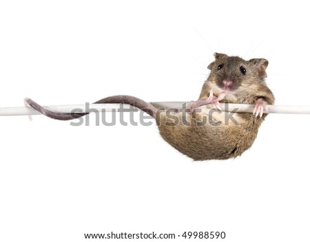Common house mouse (Mus musculus) on a wire