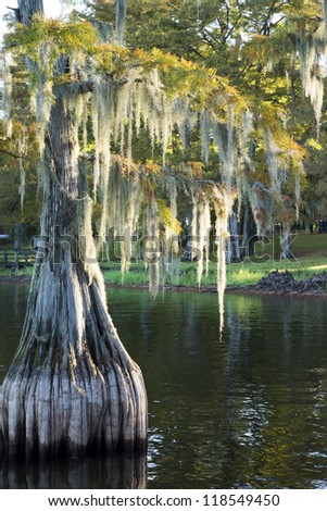 Swamp (bald), cypress (Taxodium distichum) in the lake and hanging from a Spanish moss