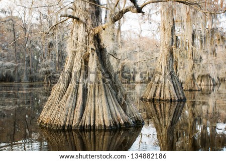 Swamp (bald) cypress in the lake at sunset and hanging from a strand Spanish moss in a state park, 