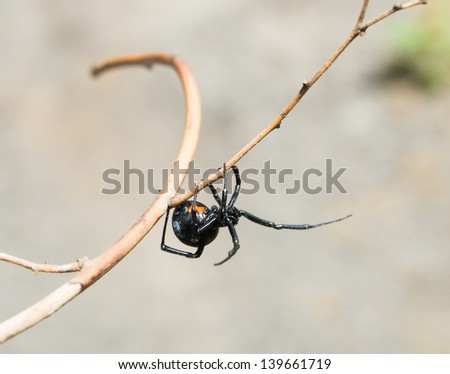Black Widow Spider (Latrodectus hesperus) on a branch raised his front paws