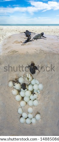 The process of hatching turtles. Installation