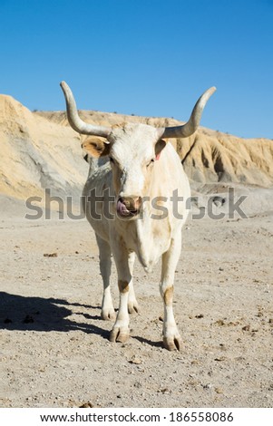 Texas longhorn cow breed with horns sawed with his picks his nose