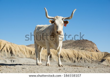 Texas longhorn cow breed with sawed with his horns against the sky
