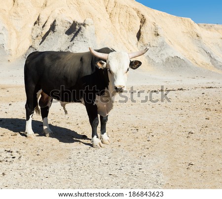 Black Texas longhorn bull breed with the tips of his horns sawed on a deserted field