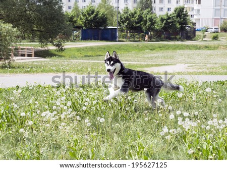 Young husky running on the field with dandelions