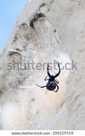Spider Black Widow species (seen from behind) on the background of his cocoon