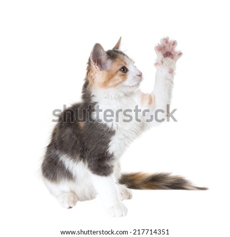 Three-colored cat with one paw raised. Isolated on white background