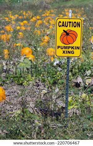 Yellow pumpkin in a field and a road sign \