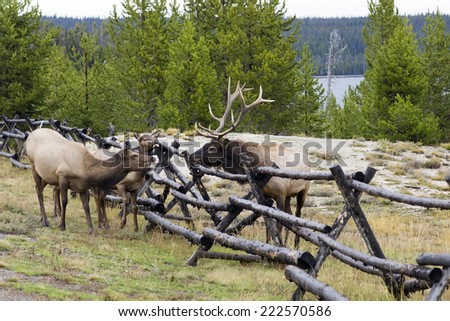 Community females and a male elk. Yellowstone National Park USA