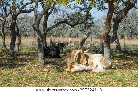 Two cows breed Texas Longhorn, one with a broken horn rest in the shade of trees