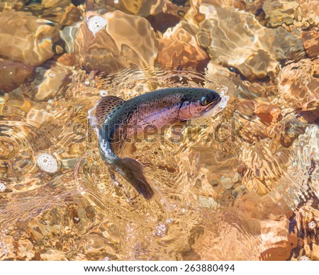 Rainbow trout play in the water of a lake or river