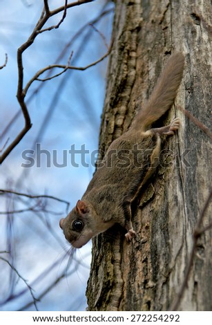 Northern flying squirrels (Glaucomys sabrinus) on a tree trunk