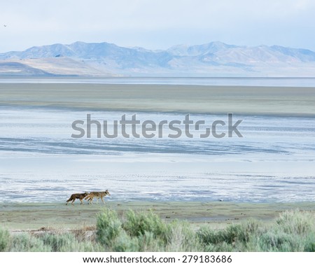 Two coyote running along the edge of the Great Salt Lake. Antelope Island State Park, Utah, United States
