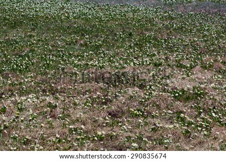 Field of flowering plants Caltha leptosepala (White Marsh Marigold, Twinflowered Marsh Marigold, or Broadleaved Marsh Marigold)