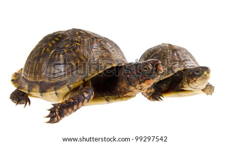 Two Turtles At The Start. Male And Female Three-Toed Box Turtle ...