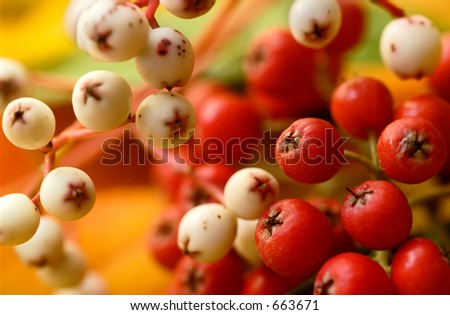 Red and white fall berries - shallow focus: point of focus is center-right red berry.
