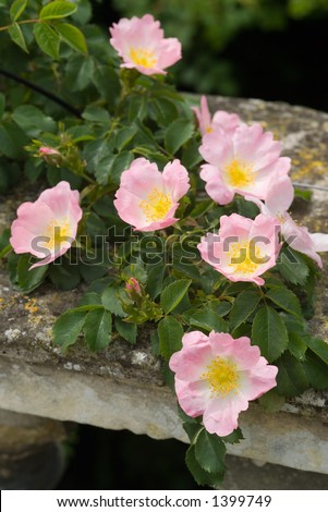 A pink rose scrambling over an old English country home wall in June
