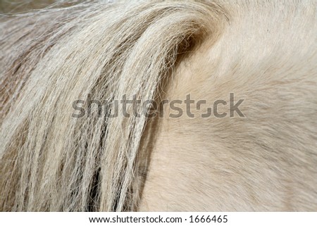horse tail