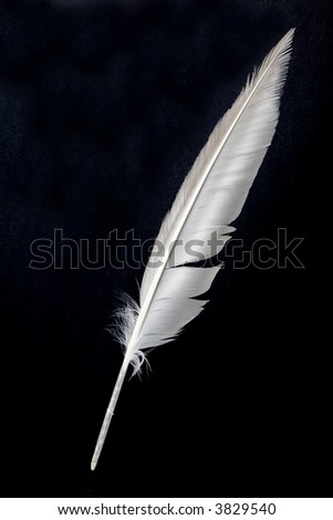 A White Feather, Quill Pen Stock Photo 3829540 : Shutterstock