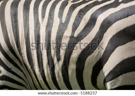 black and white zebra texture for background