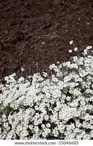 White flower and dirt for background