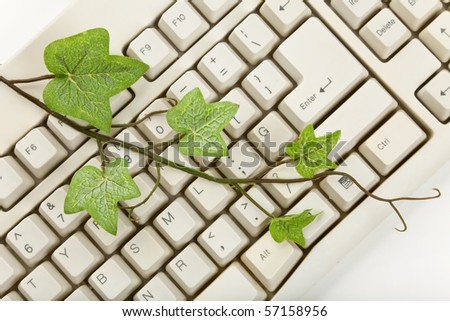 green plant and computer keyboard close up