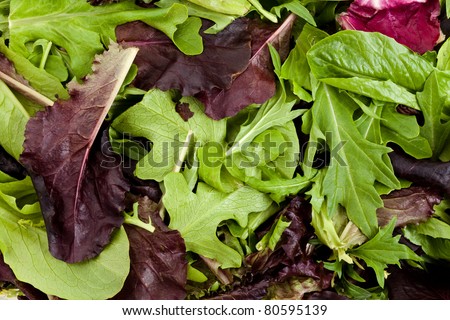 Spinach, red leaf lettuces, mizuna for background
