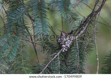 Anna's Hummingbird Nest close up