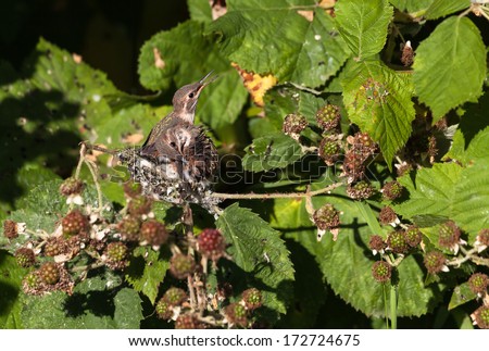 Young Rufous Hummingbird and nest