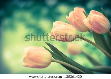Bouquet of tulips. Bouquet of pink tulips on a background of green trees. Retro photo.