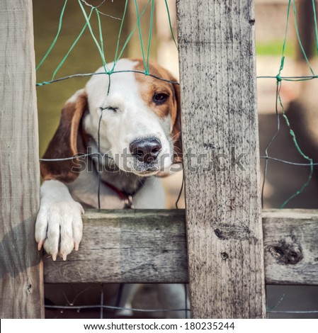 Neglected dog behind fence (shallow focus)